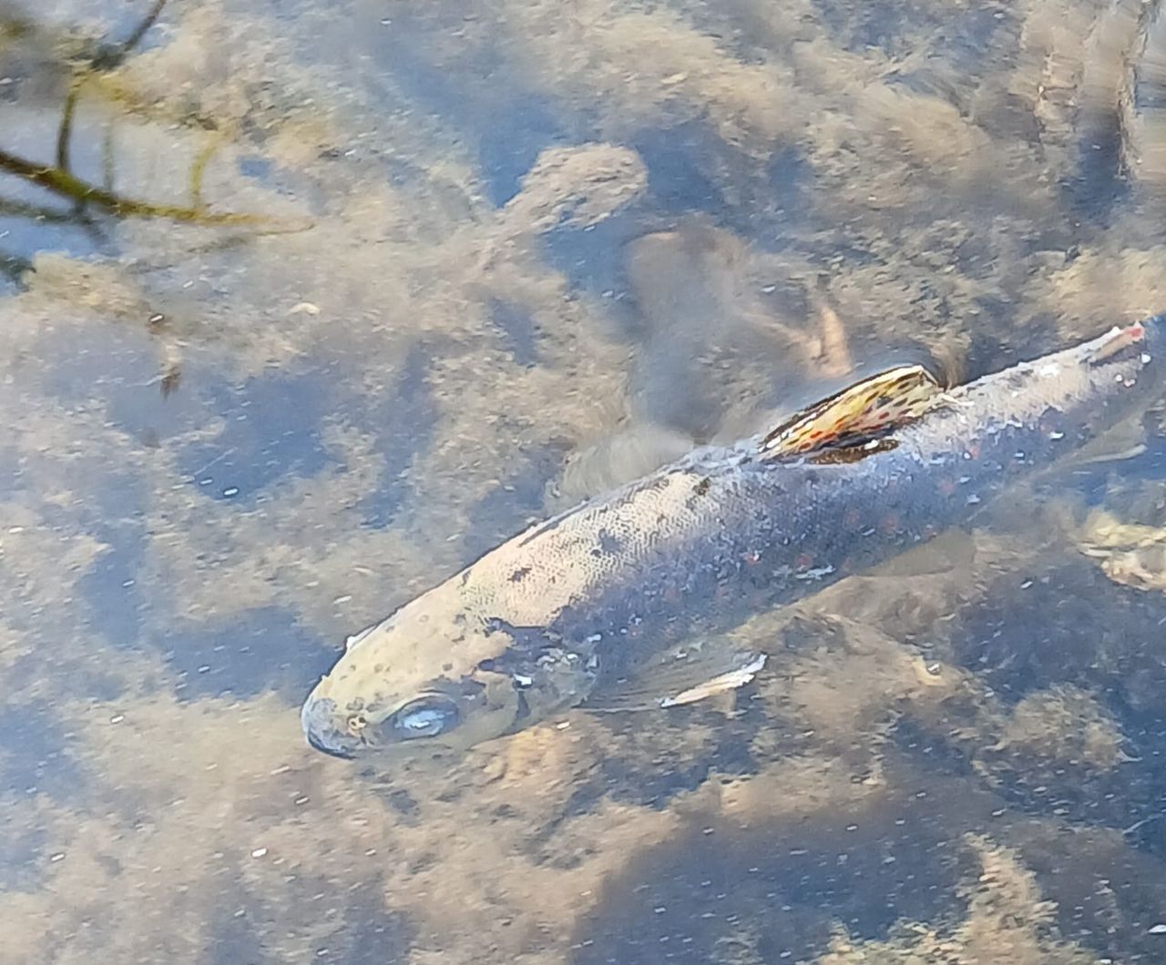 'No specific factors' in Blackwater fish kill after 'extensive' testing