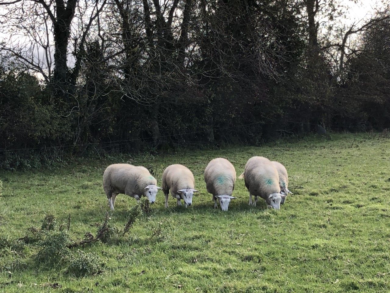 Tips to ensure your lambs comply with the Clean Livestock Policy