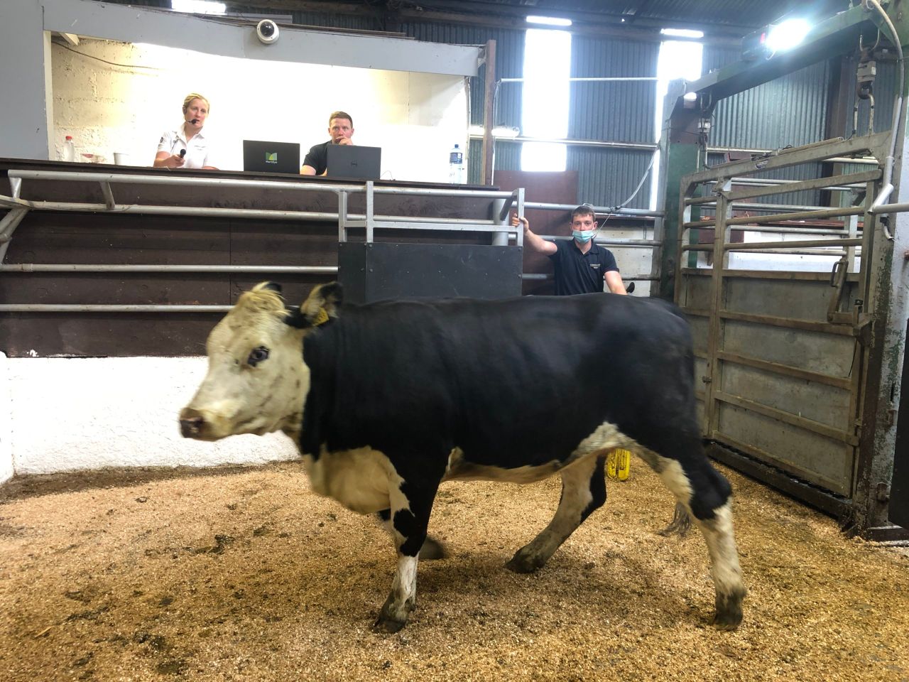 Buyer activity reflects trade confidence at Kingscourt Mart