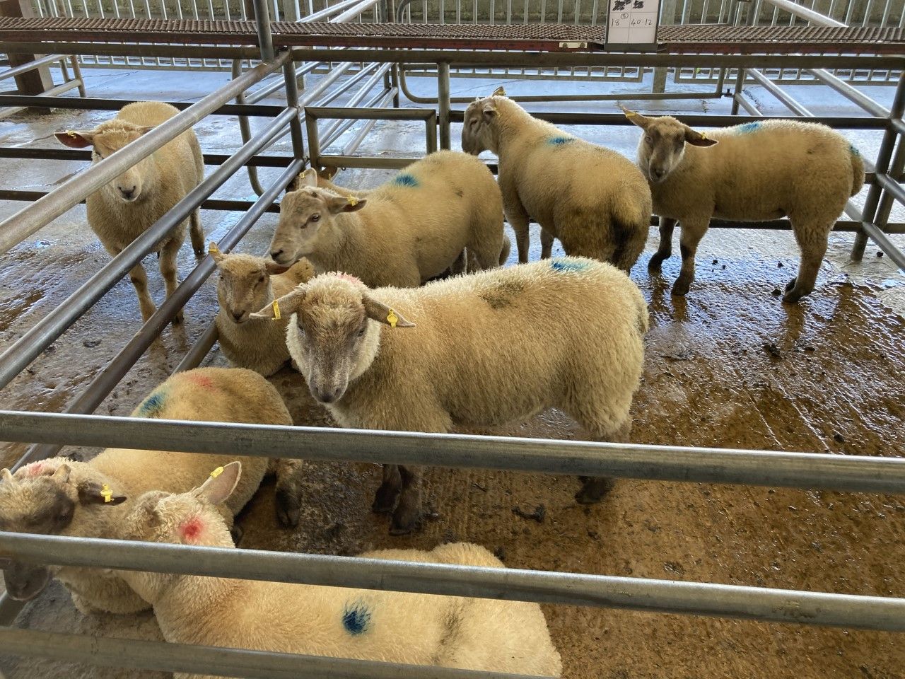 Sheep kill: Spring lamb numbers continue to increase as hoggets tighten further