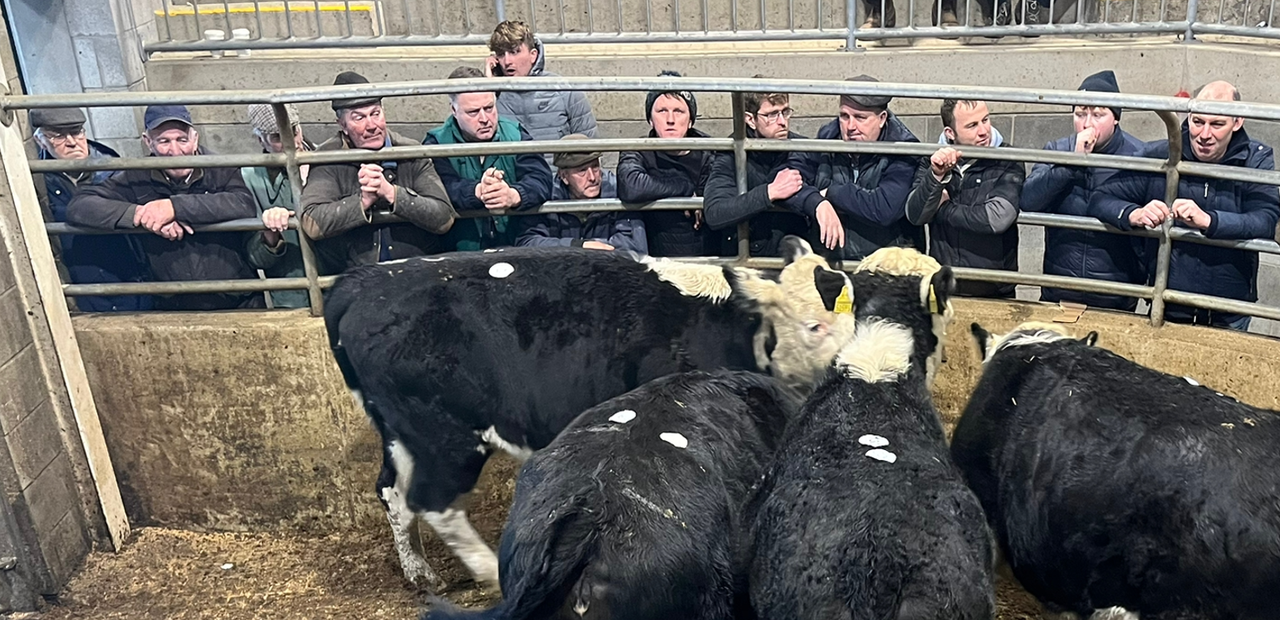 Cattle trade continues to strengthen at Carnew Mart