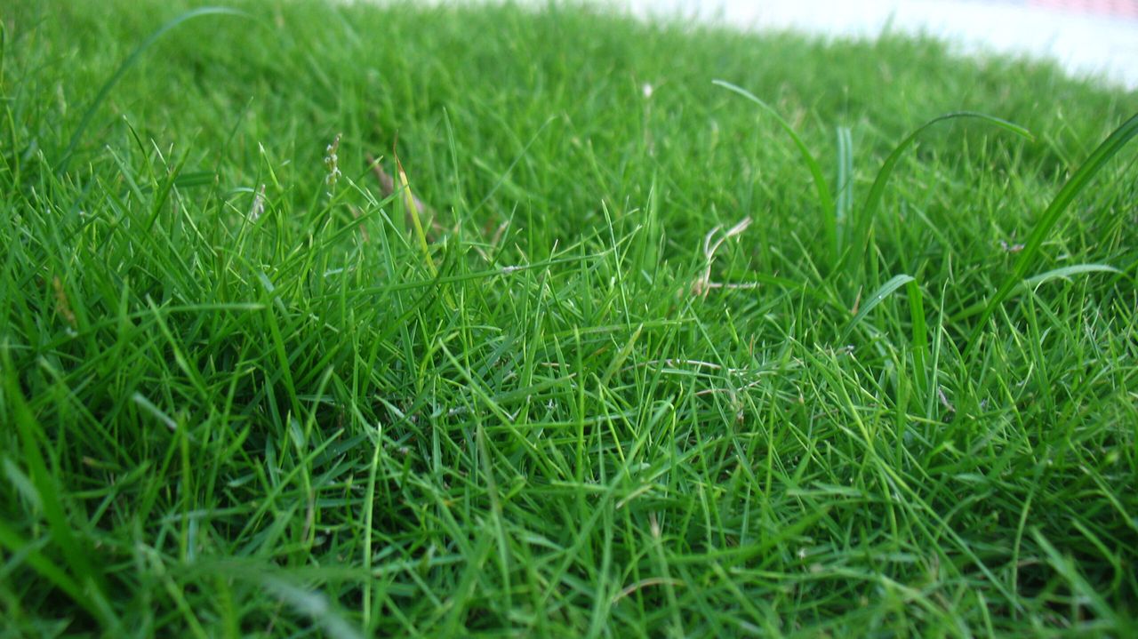 GrowthWatch: Beware of reduced grass quality
