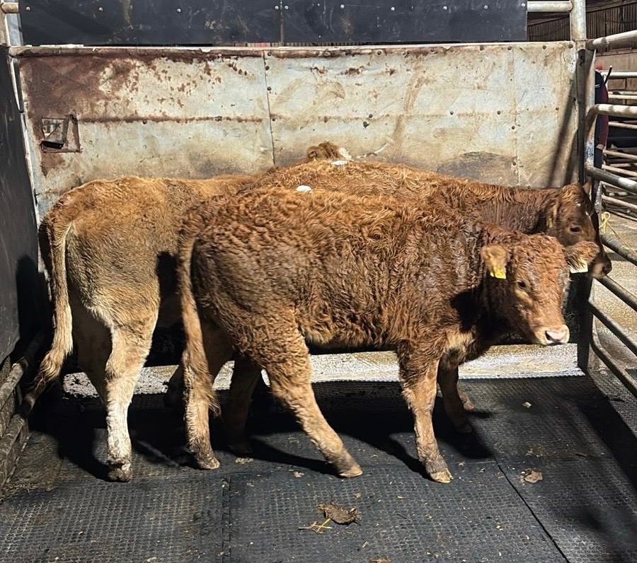 Mart report: Sample weanling prices from New Ross Mart