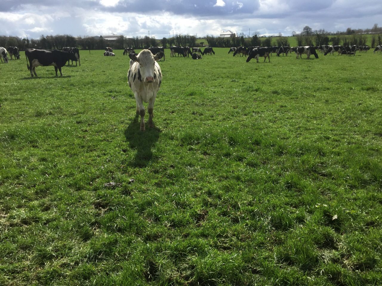 Don't let rain scupper June grazing