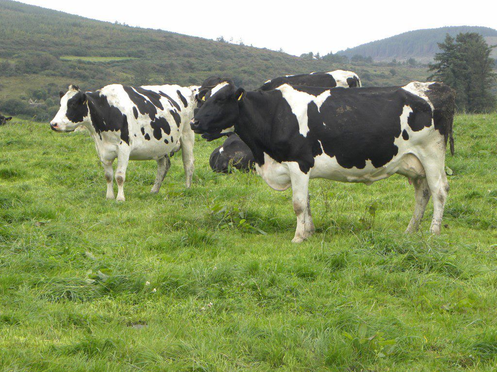 44,000 EU dairy farmers apply for voluntary reduction scheme