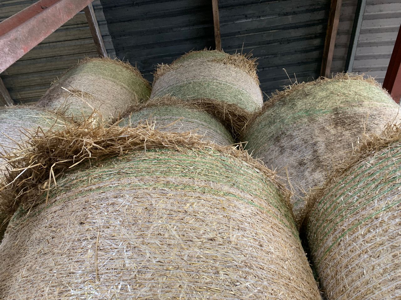 Fodder shortage 'worsening' as rain persists - ICMSA