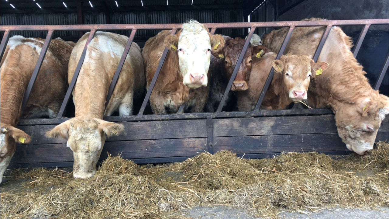 Beef trade: Quotes for cows jump up again