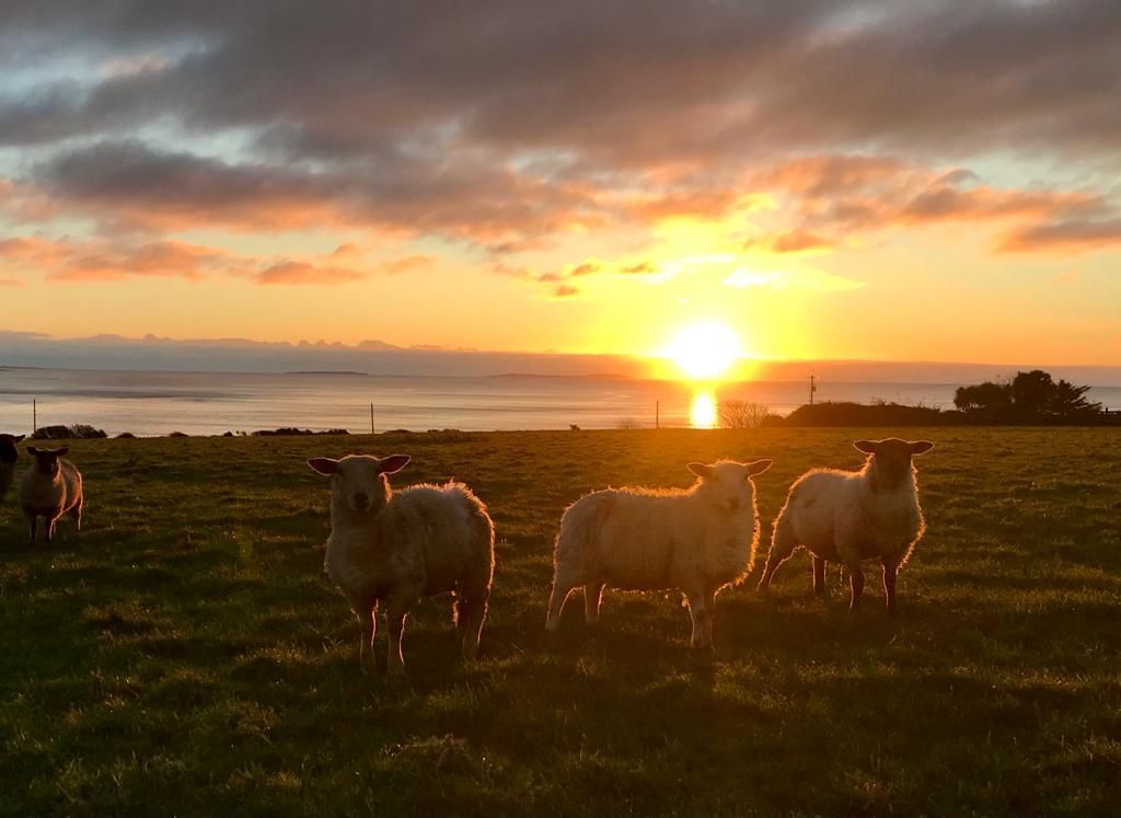 Sheep trade: Prices stabilise as 2023 draws to a close