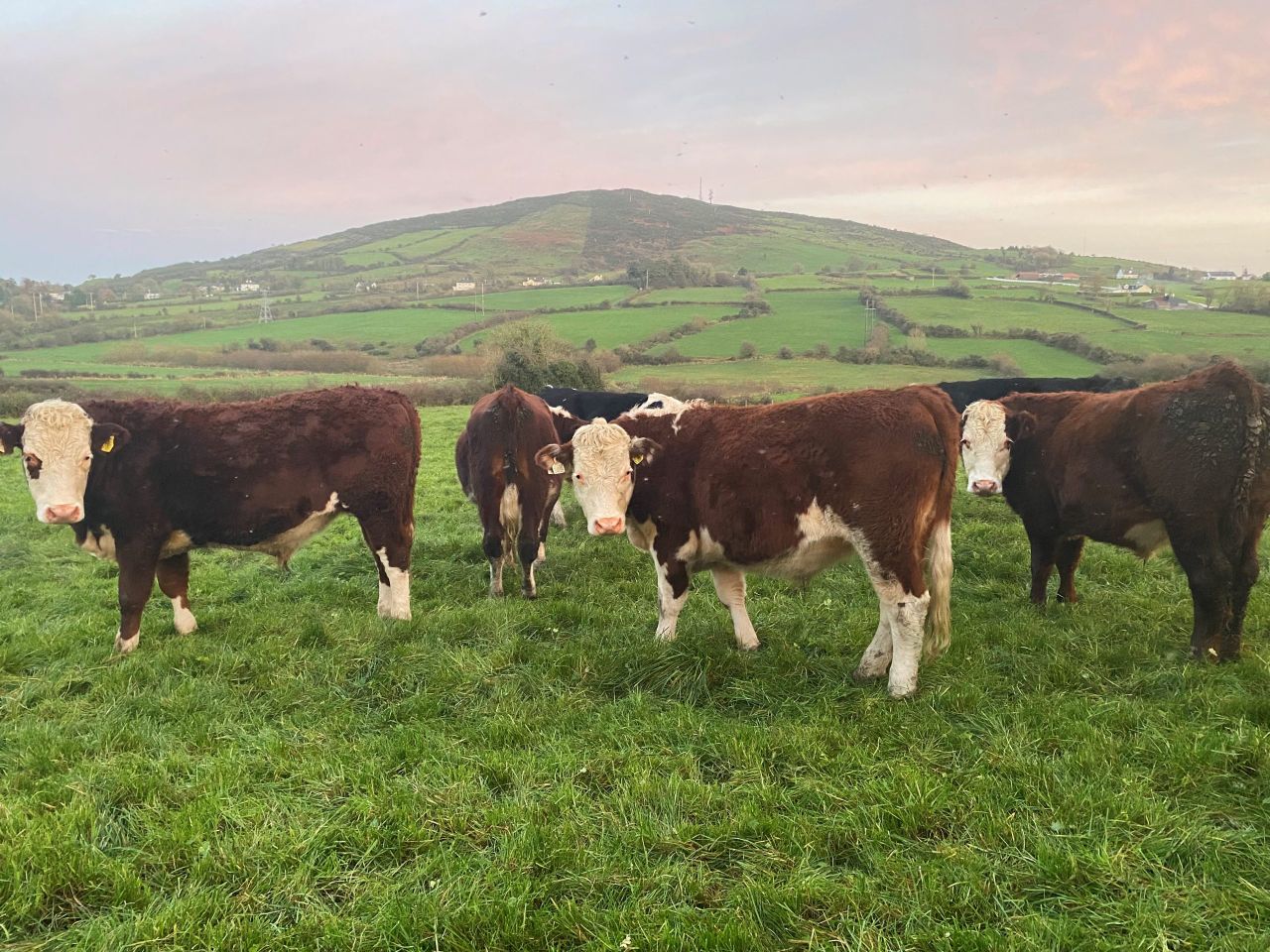 Should cattle be dosed for worms before going to grass?