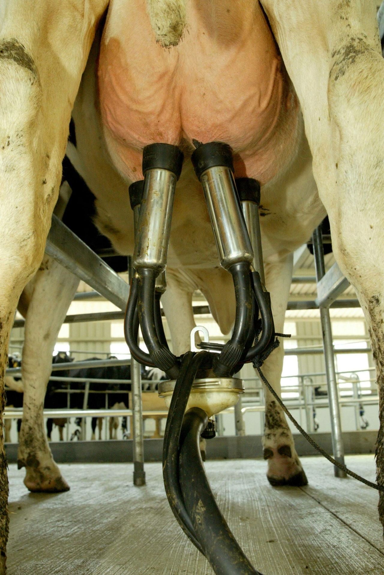 Fonterra auction recovery