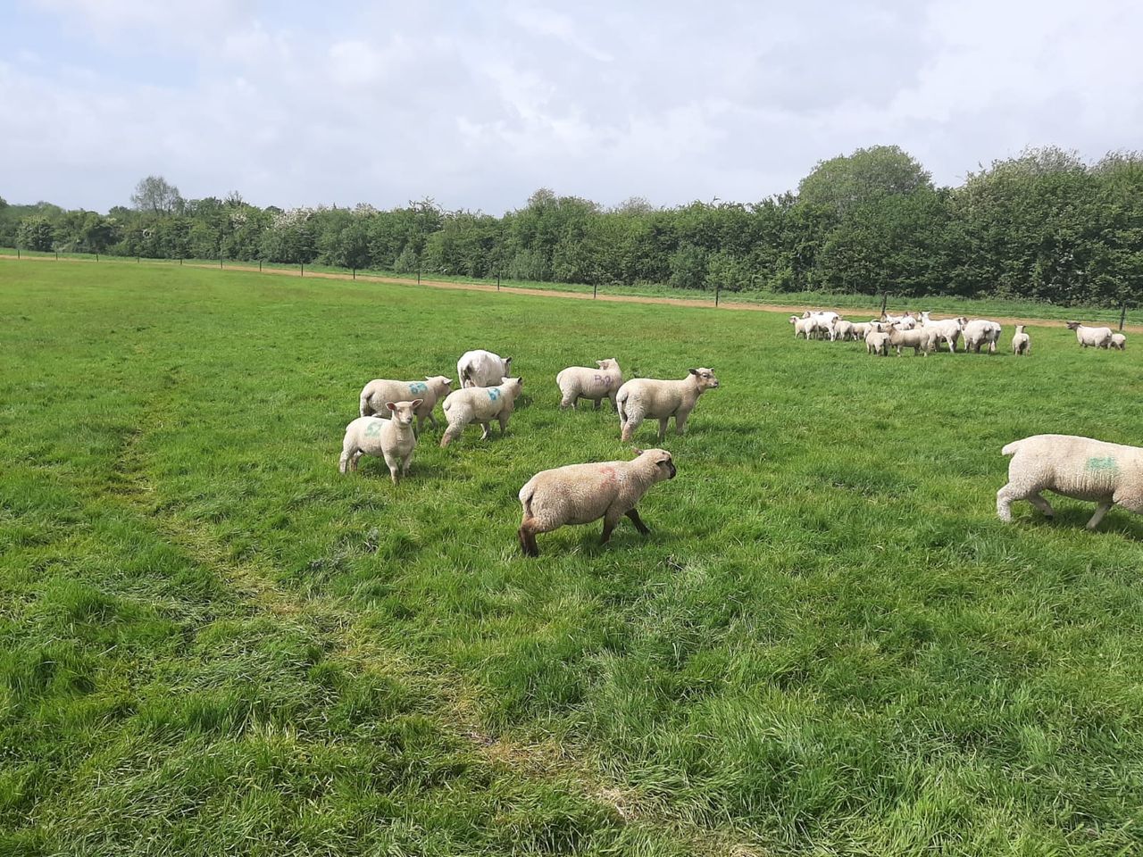 Dry weather conditions leading to major scald issues on sheep farms