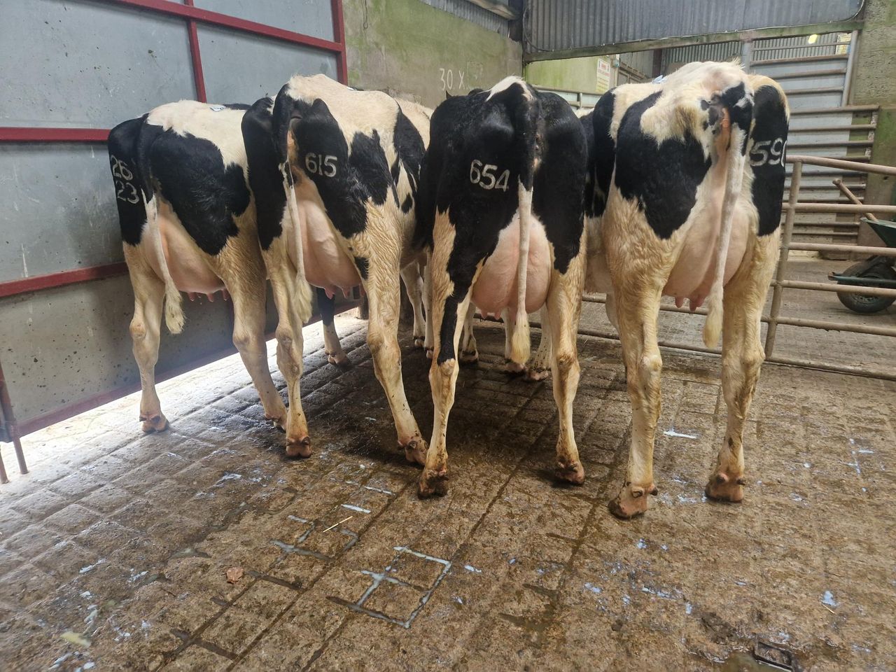 Top price of €3,250 at Donegal Friesian Breeders show and sale