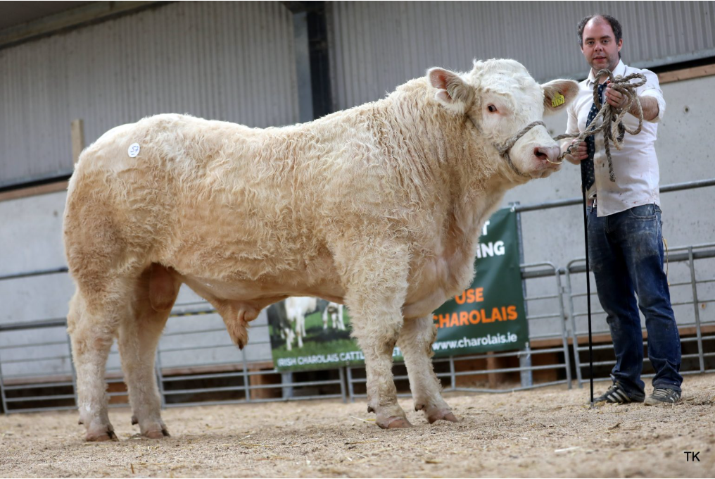 Charolais bulls average over €5,500 at society sale in Offaly