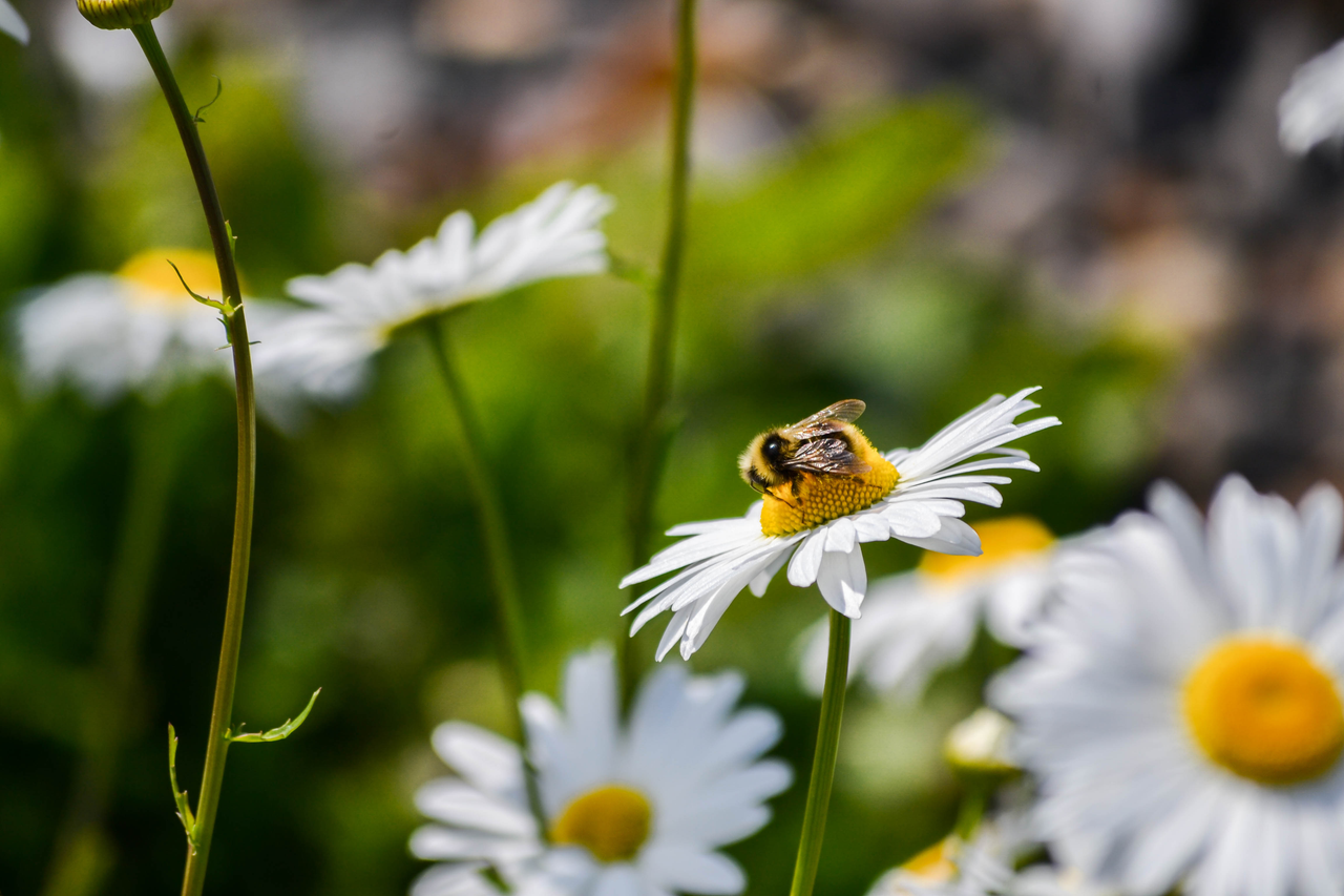 Learning Hub Series: Pollinator-friendly farming