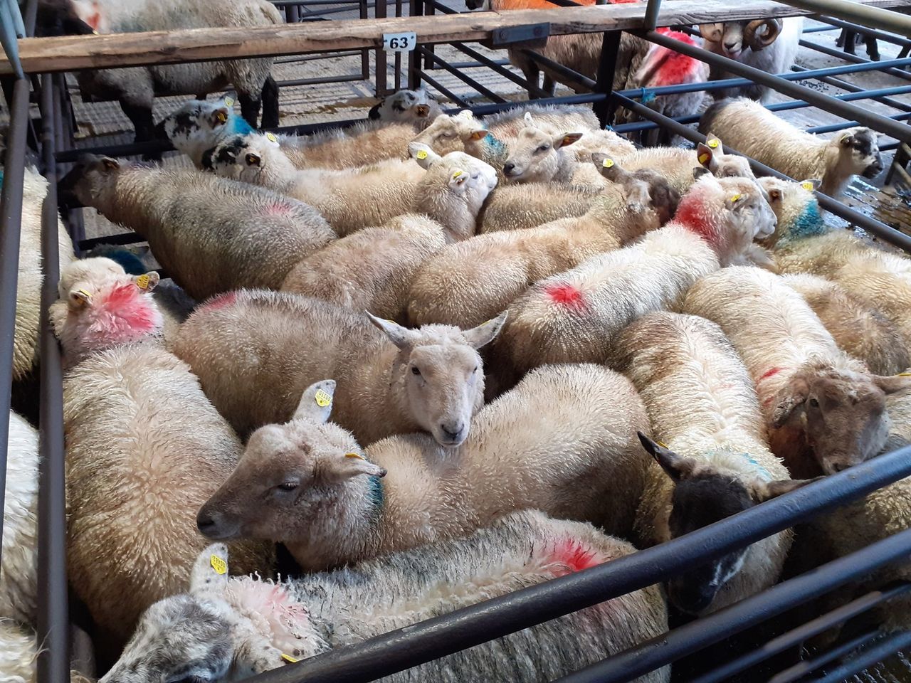 Sheep trade: Forward momentum continues as lamb prices top €6.50/kg