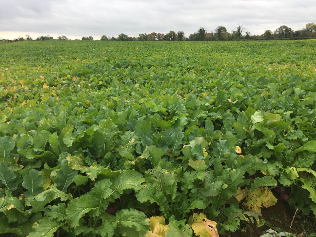 Managing fodder crop grazing this winter
