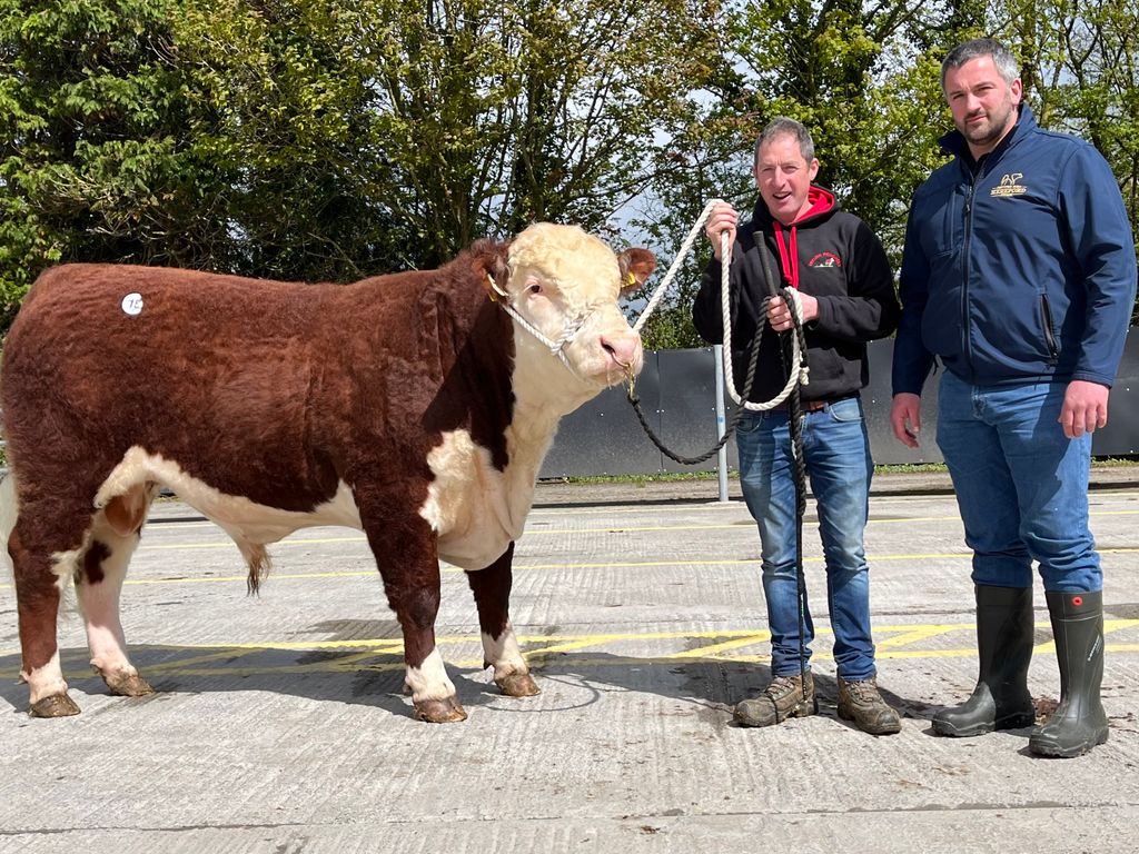 Kingsgrovepoll 1 Kid 15 with exhibitor Michael Dullea and sponsor Tennyson Egar from Irish Hereford Prime