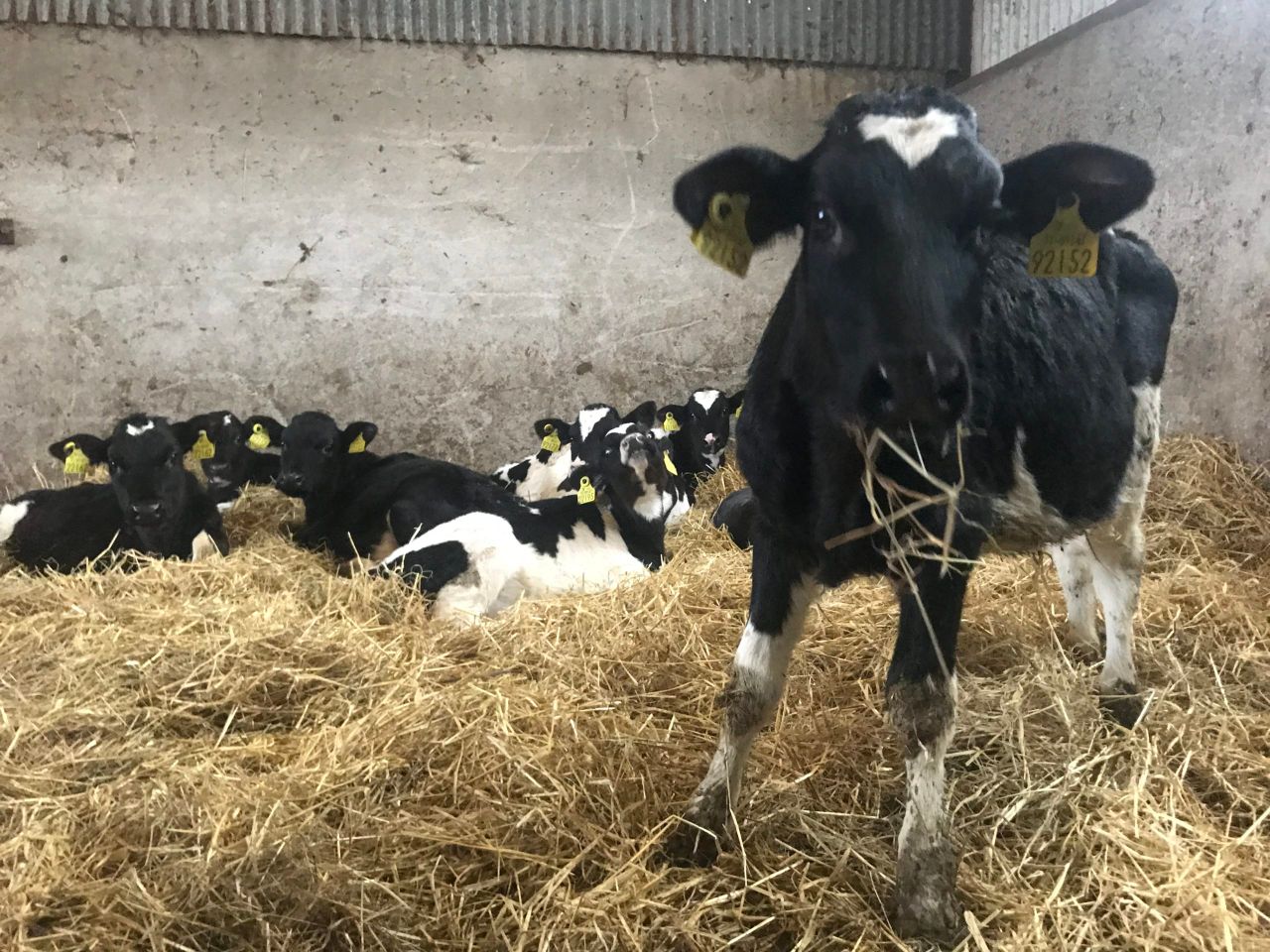 Over 150 HSA inspections during calving safety campaign