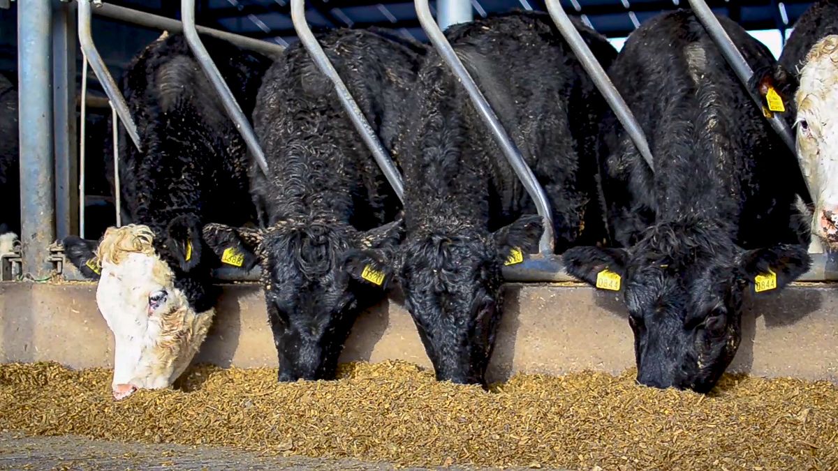 Forecast: Global beef and sheep prices volatile for rest of 2023