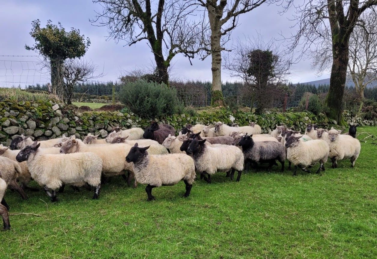 Dispersal sale of 500 in-lamb ewes set for Tullow Mart