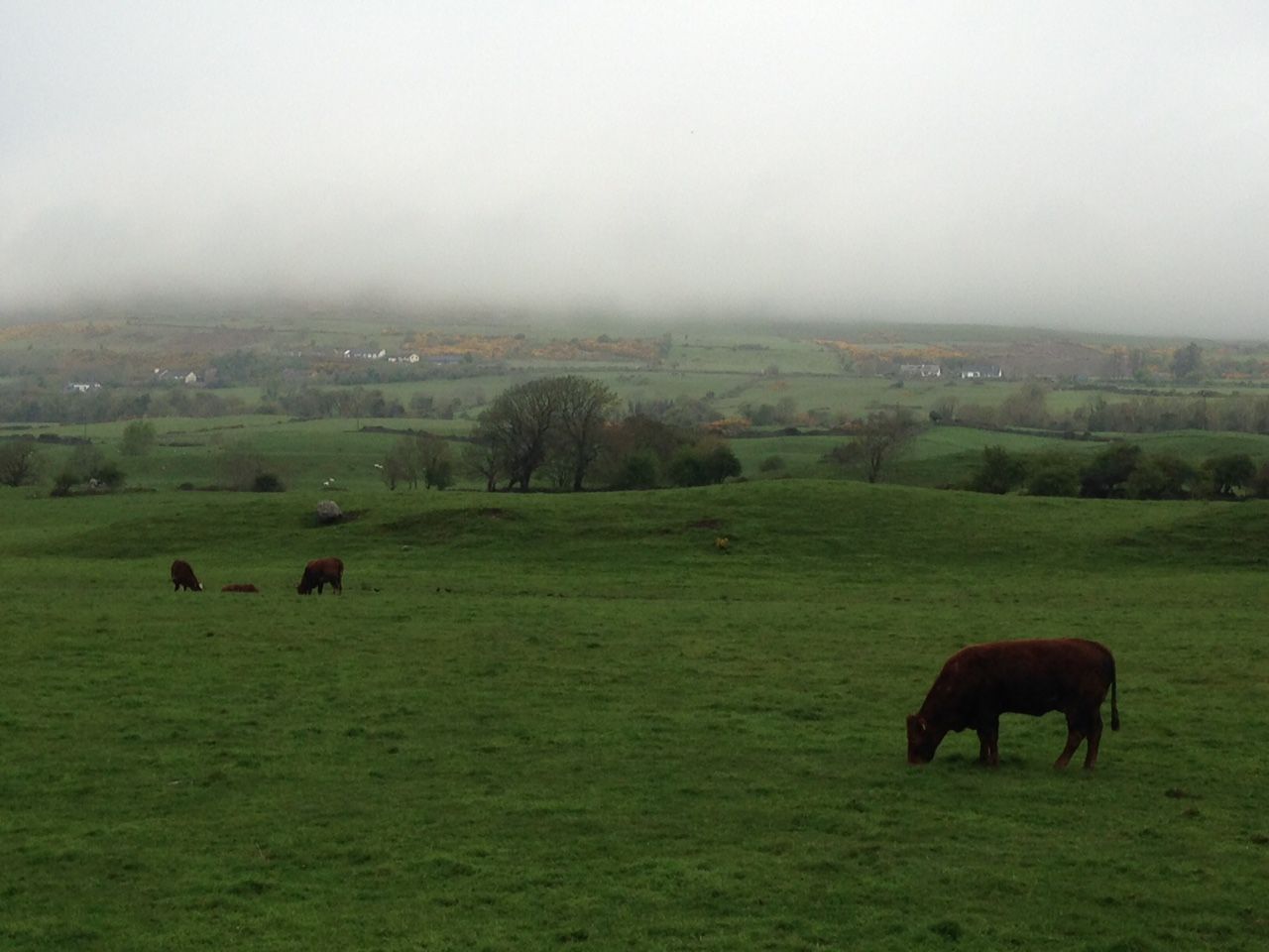 Beef genomics programme launched (35,000 farmers to benefit)