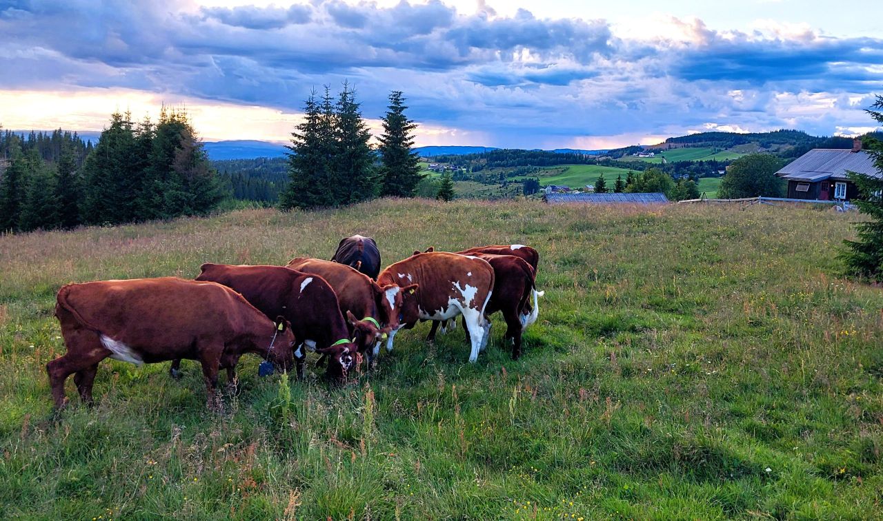 Dairy Focus: Making best use of grazing land on a Norway farm