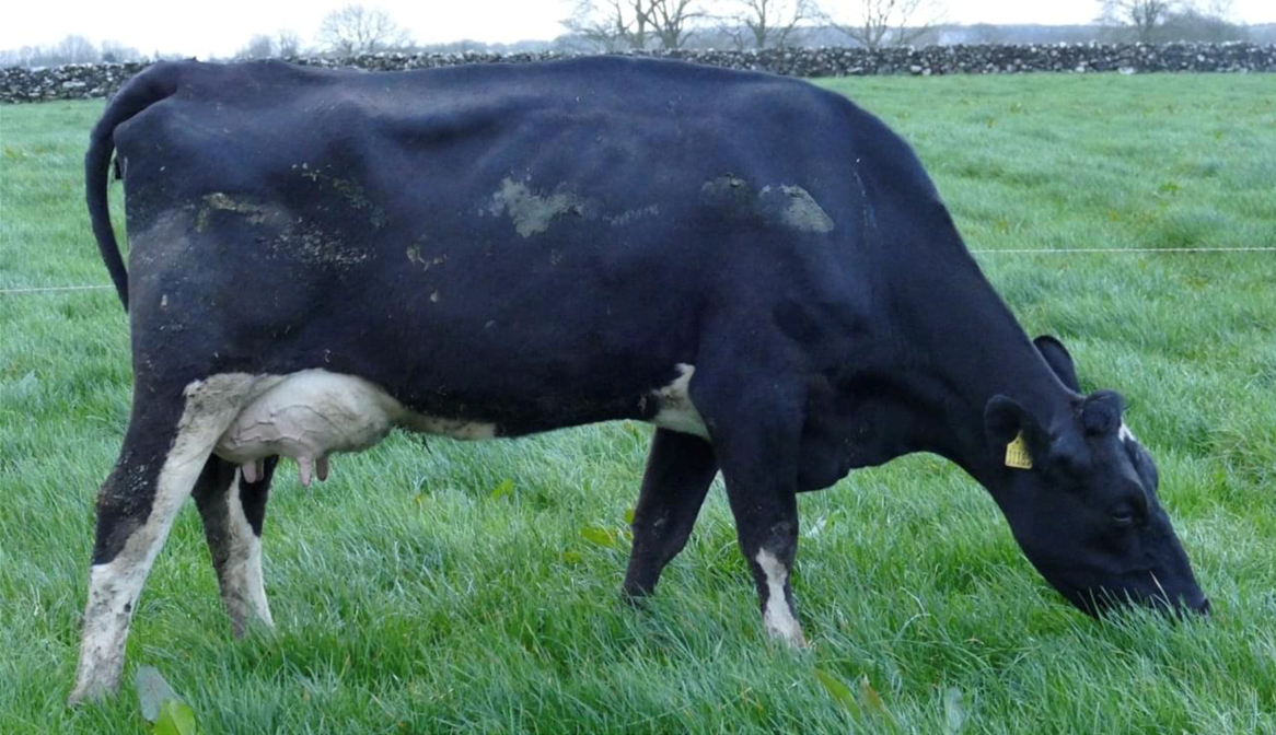 Carnaross dairy sale: Prices hold firm despite uncertainty