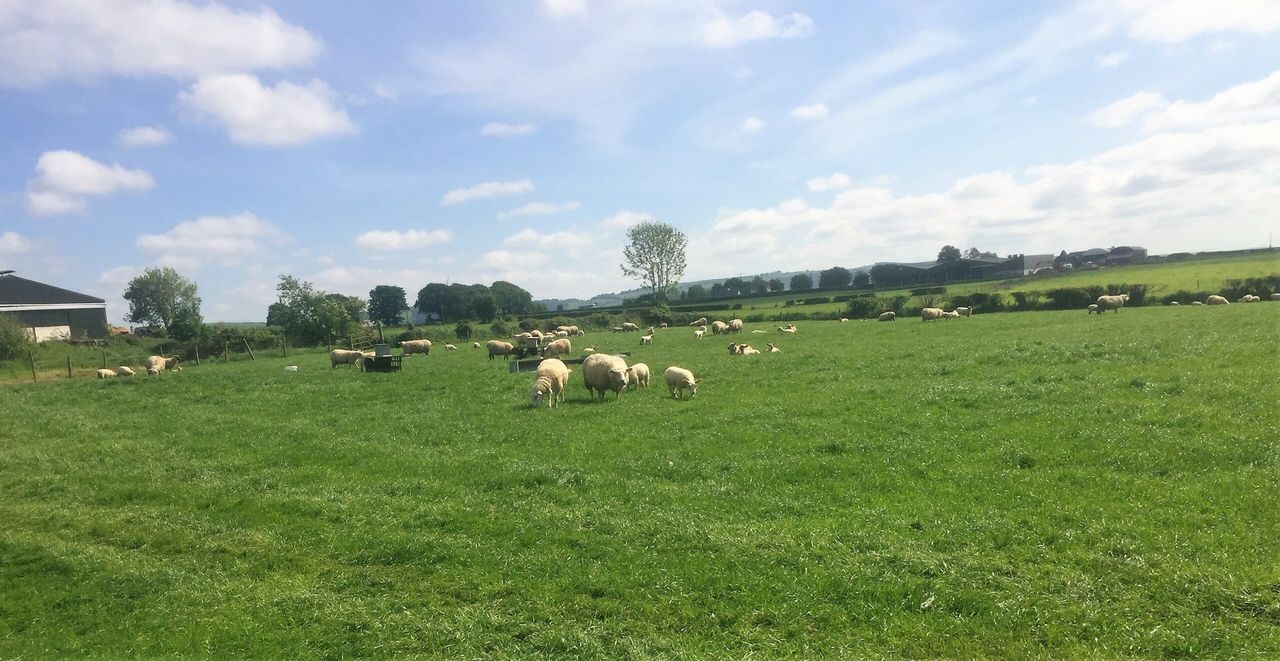 Sheep focus: Maximising production from every hectare