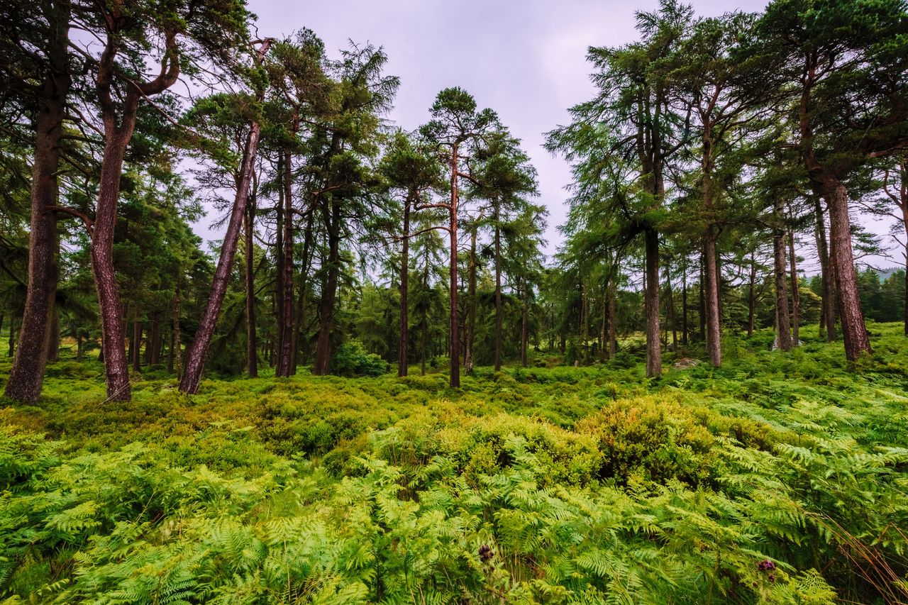 Forestry trading platform completes first online auction