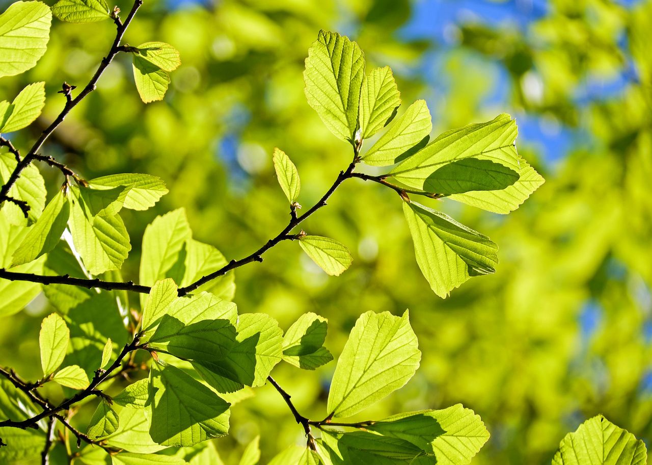 'From broadband to broadleaf': Initiative to see 50,000 trees planted
