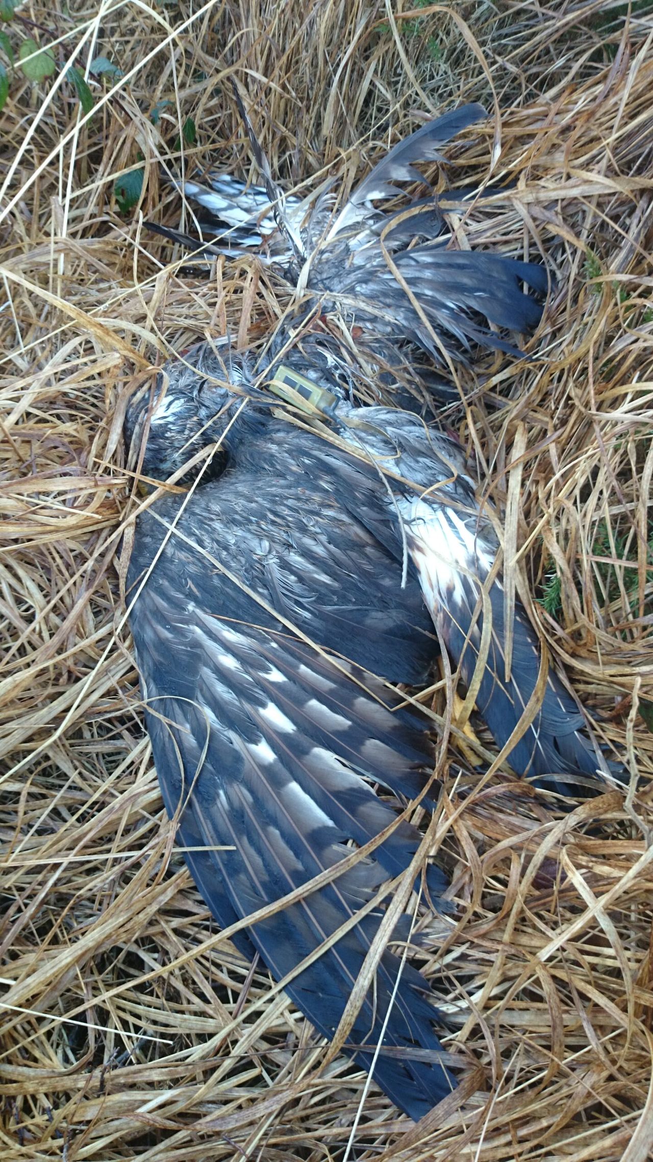 Gardai investigating death of Hen Harrier in Kerry