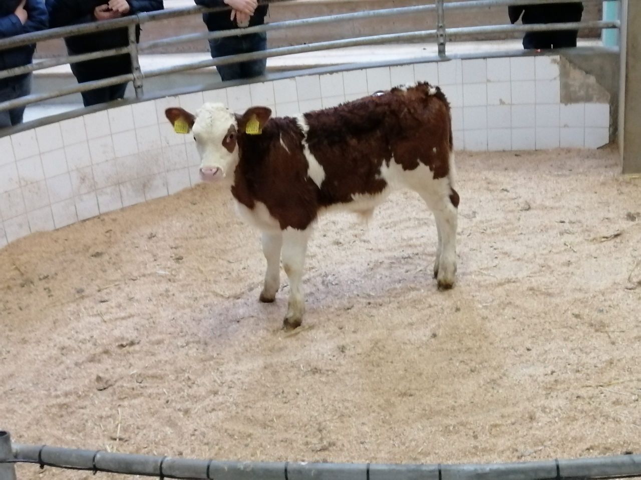 Demand for calves remains at Enniscorthy Mart
