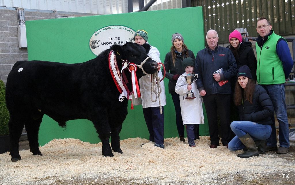 The top pedigree angus show and sale returns to Carrick - Agriland.ie