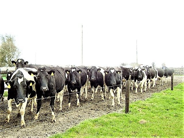 'Proactive mindset rather than reactive' needed for managing herd health