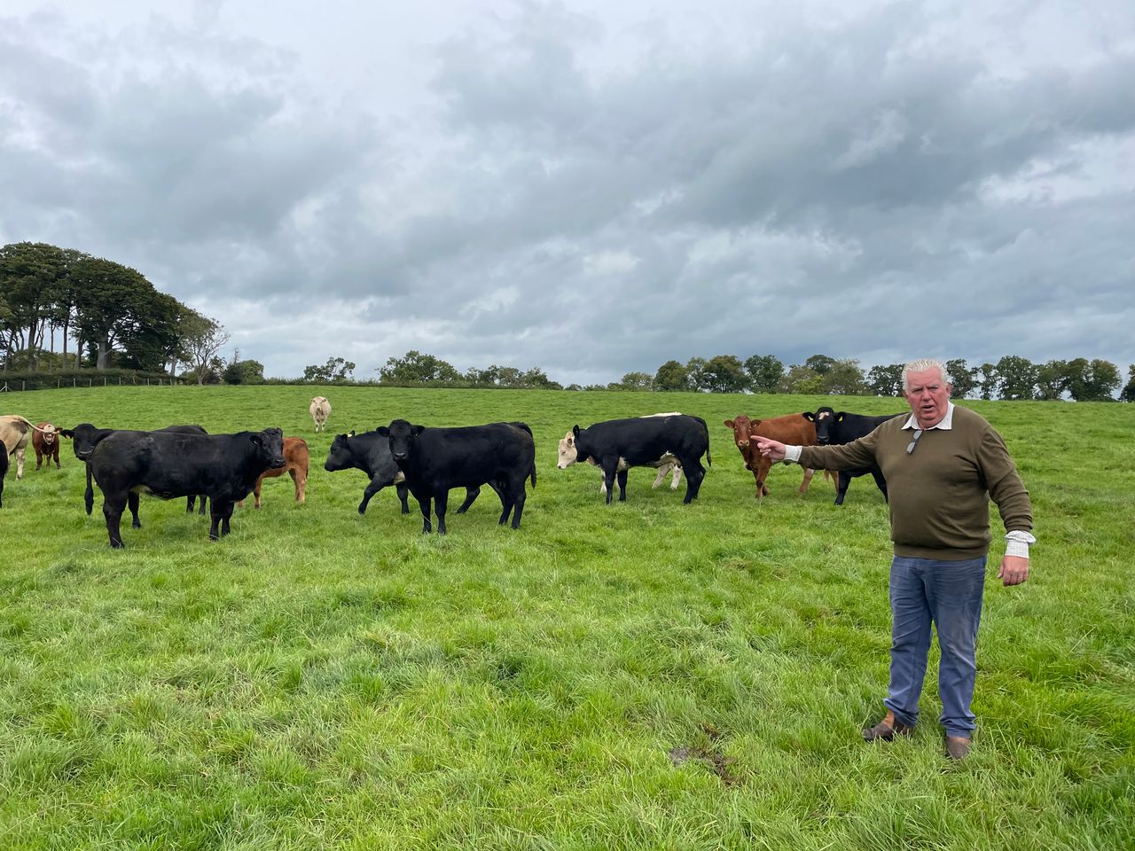 From furnishing cruise-ships to breeding beef cattle in Ballyward