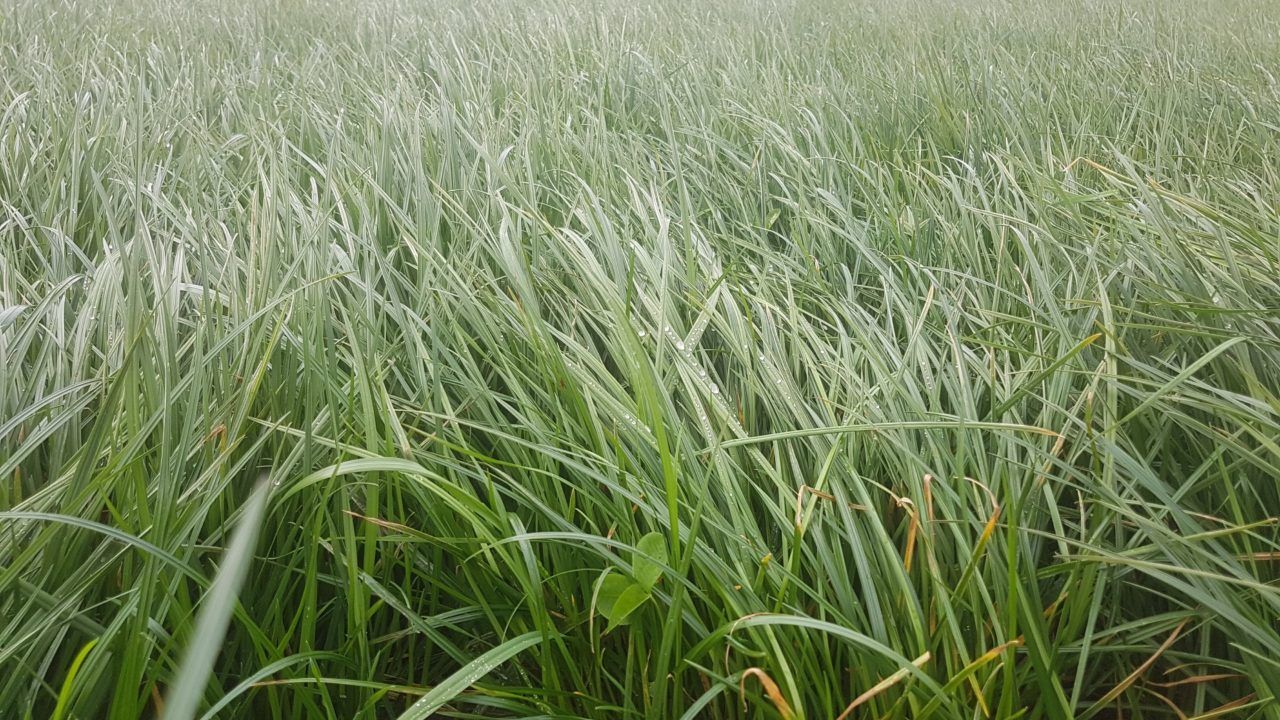 Heavy covers on paddocks: Graze, sow, or wait and mow?