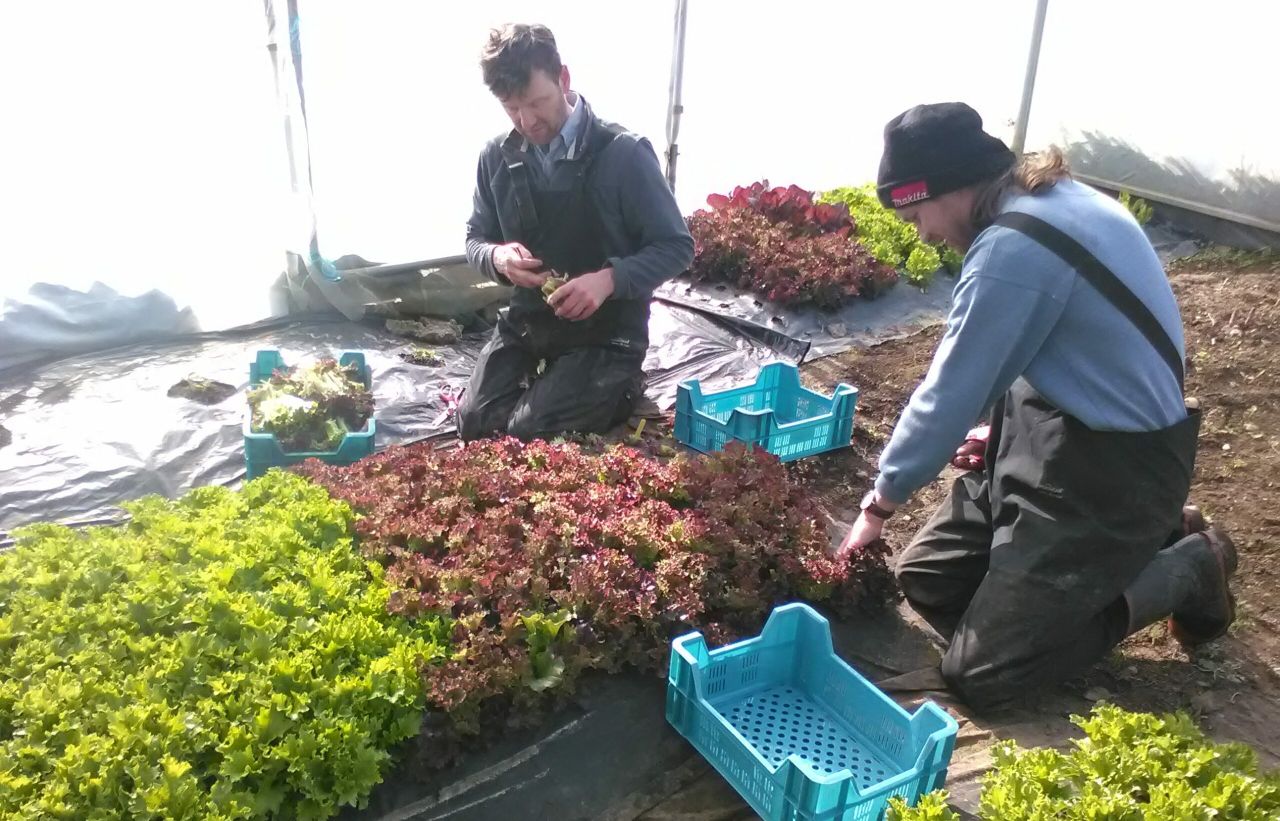 Growing an organic vegetable enterprise on 5ac