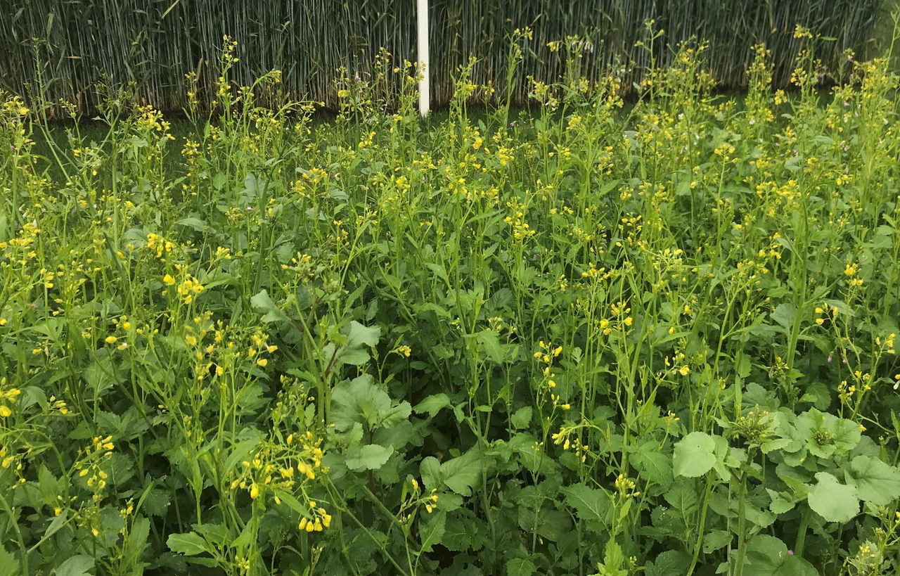 Plenty of time to plant a green cover