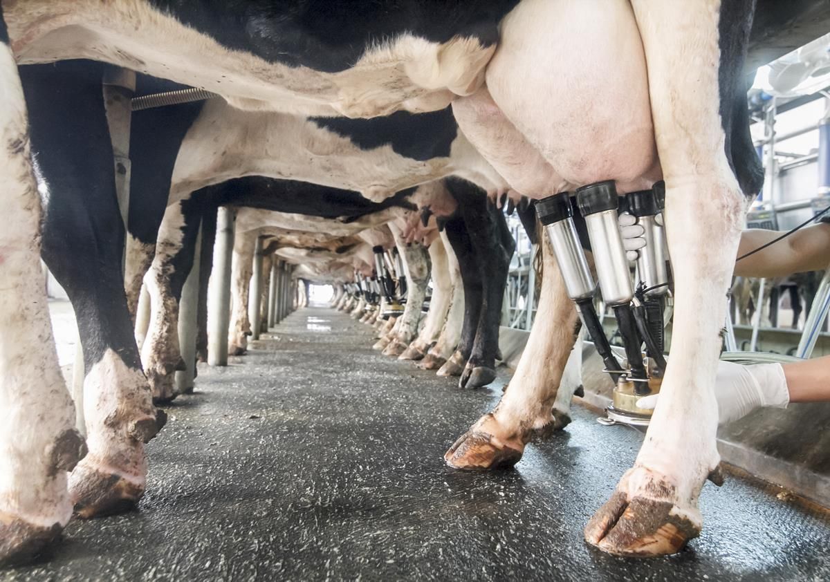 Mastitis treatment in the pipeline...without antibiotics