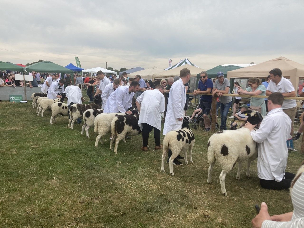 Tullamore Show: The big winners in the sheep section