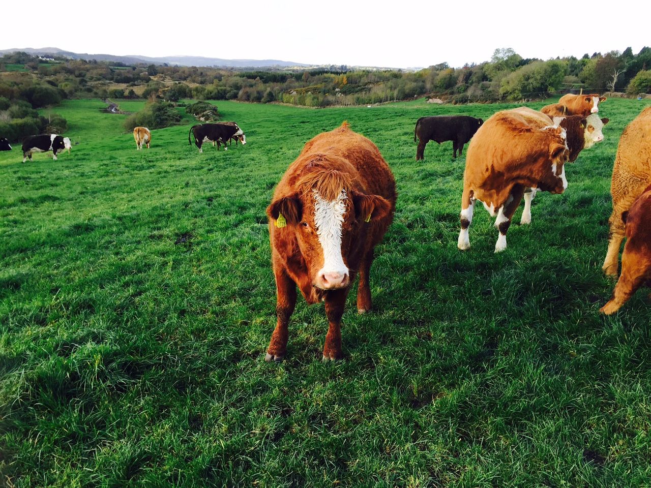 Live cattle exports to the UK continue to fall - Shipments down 39%