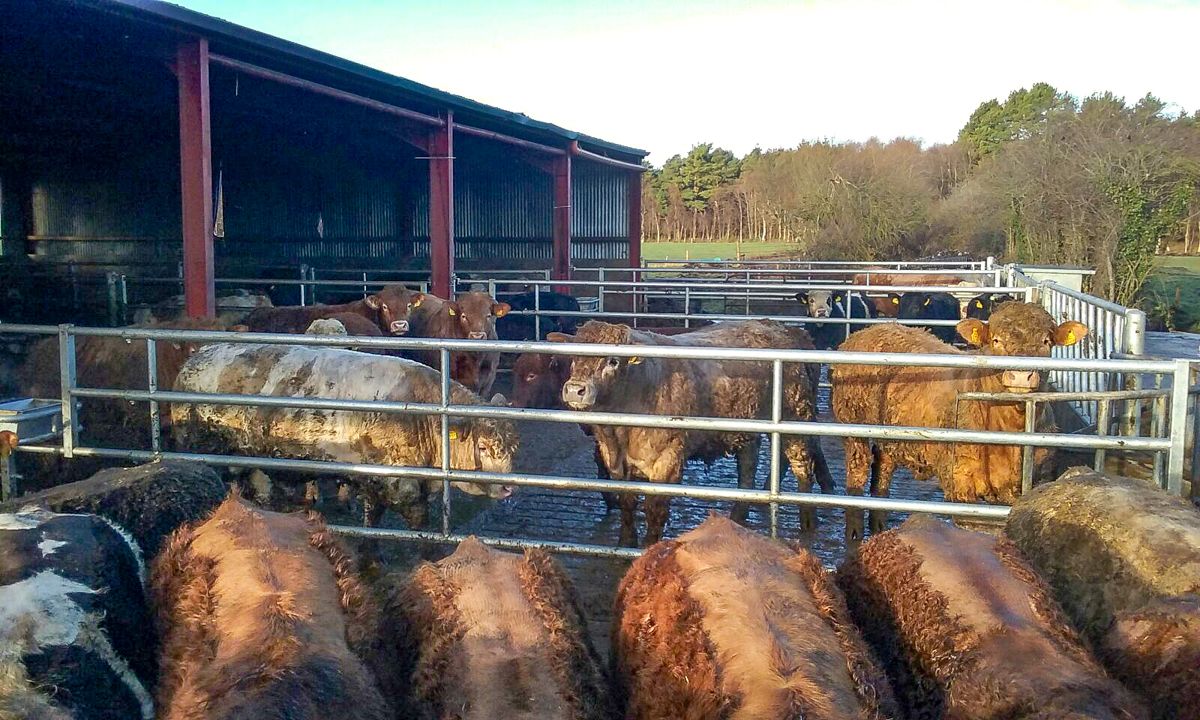 Beef focus: Expanding a suckler-to-beef enterprise on rented land in Co. Kildare