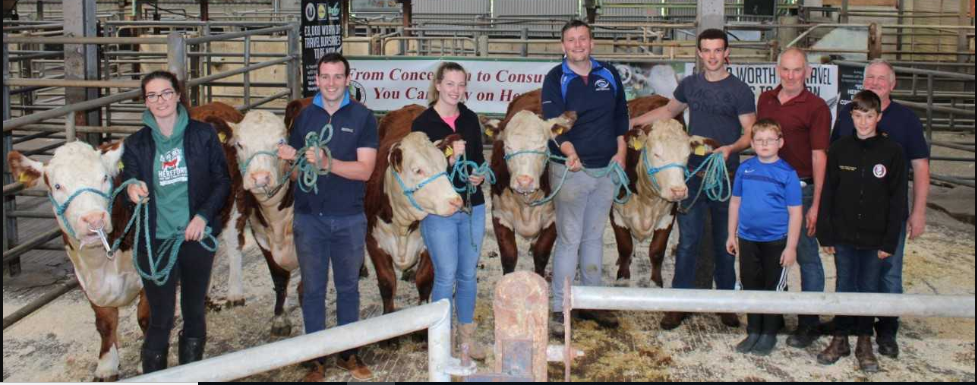 Irish Hereford Society holds cattle dressing and showing workshops