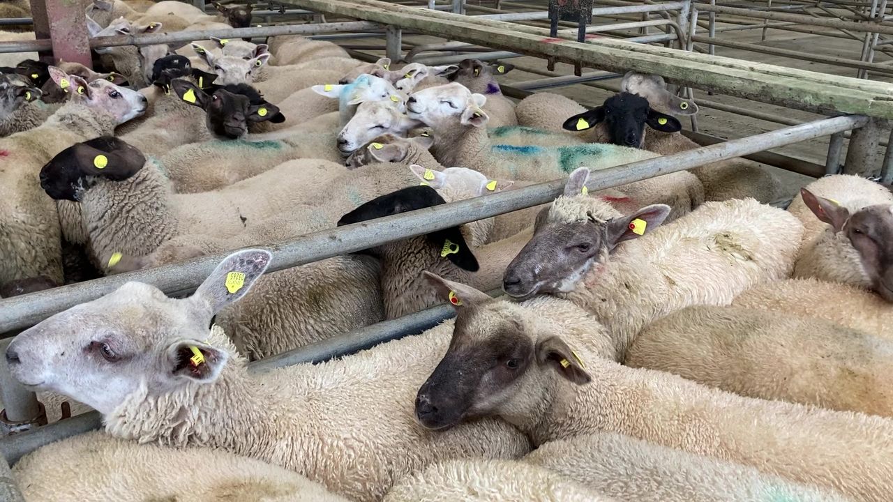 Sheep kill: Throughput breaks 50,000 head, with lambs making up nearly 87% of it