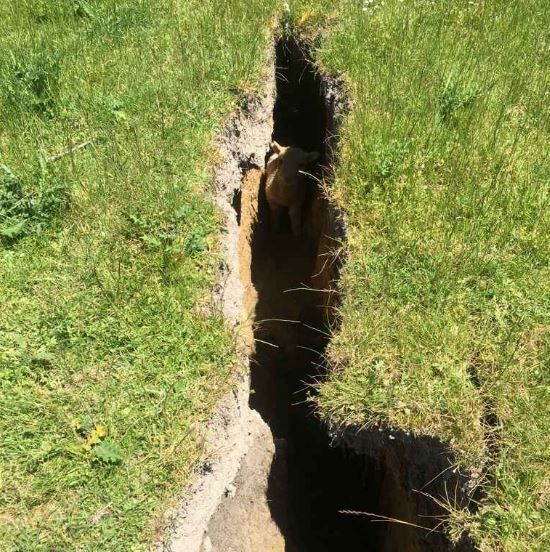Lamb rescued after being trapped in New Zealand earthquake chasm
