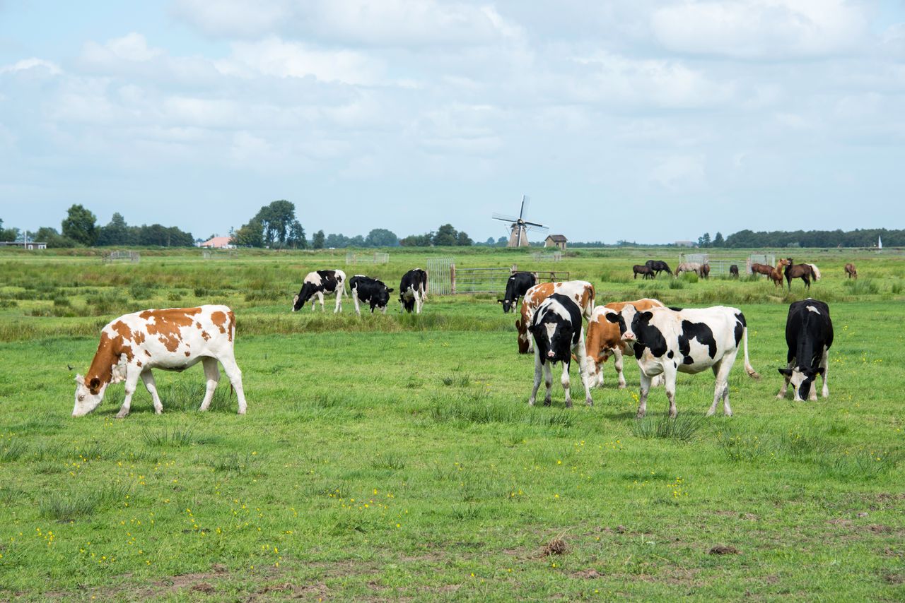 Bird flu antibodies confirmed in dairy cow in the Netherlands