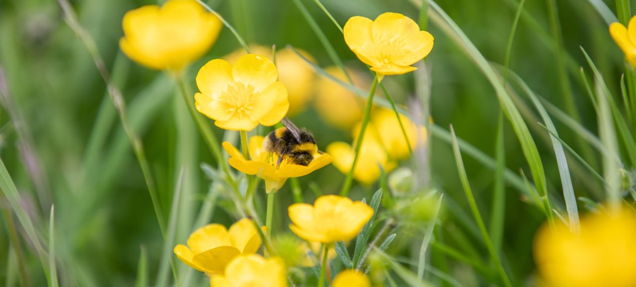 'Brexit and bees': Senator raises 'unusual situation'
