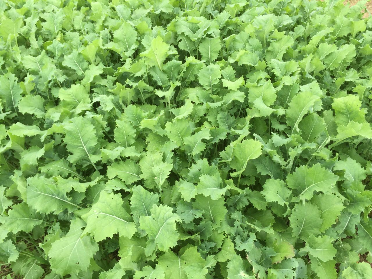 'Keeping costs down key for GLAS catch crop options'