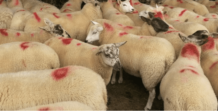 Finishing lambs on your farm? Here are some options