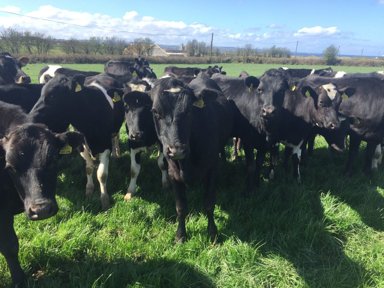 Dairy focus: Rearing 300 heifers on contract in Co. Sligo